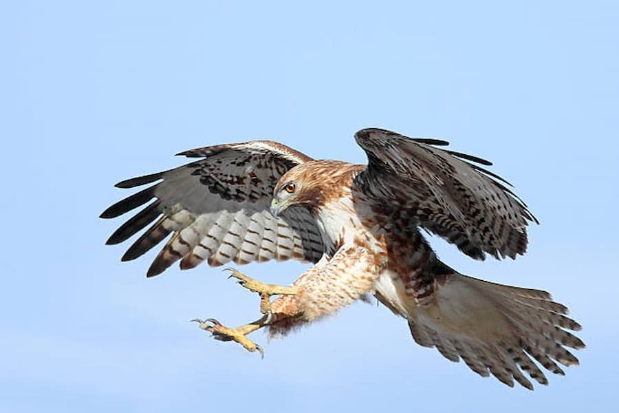 Hawk Means in Different Religions