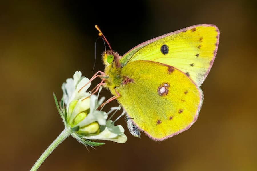 Mindfulness techniques to connect yellow butterfly