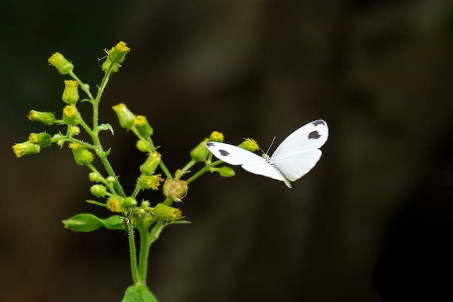 Significant cultural meaning of White Butterfly