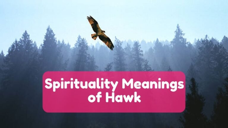 Spirituality Meanings of Hawk