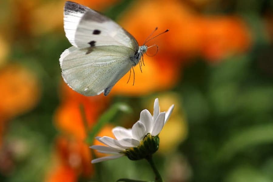 White butterfly Meaning