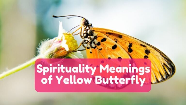 Yellow Butterfly Spiritual Meanings and Symbolism