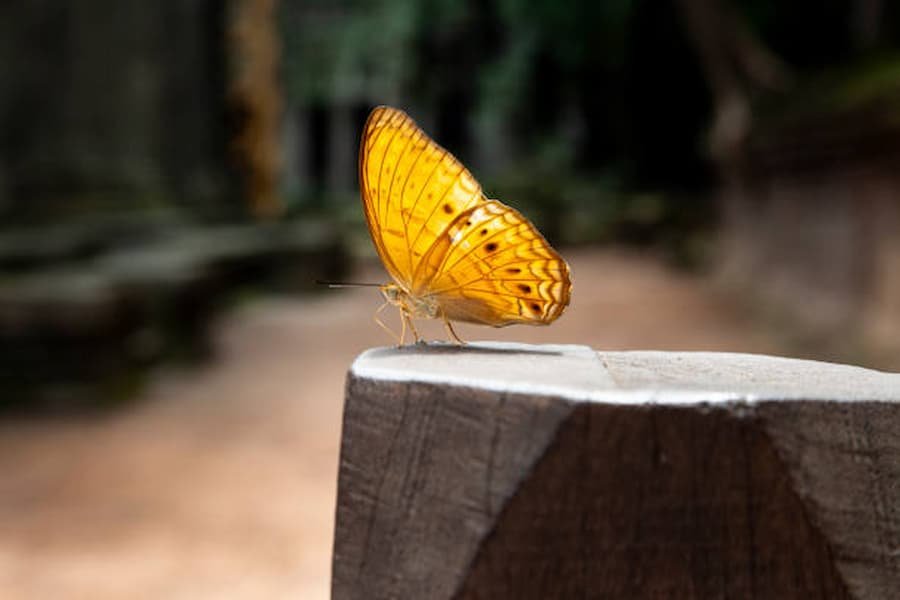 yellow butterfly shows Selection of the right path