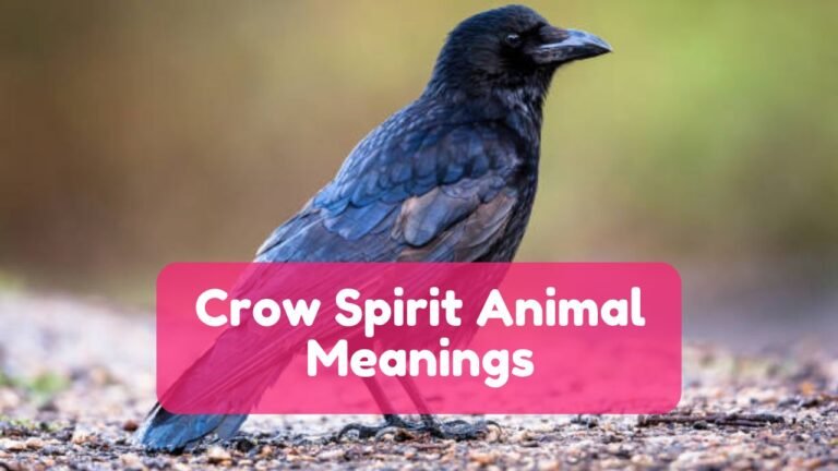 Crow Spirit Animal: Meanings and Symbolism