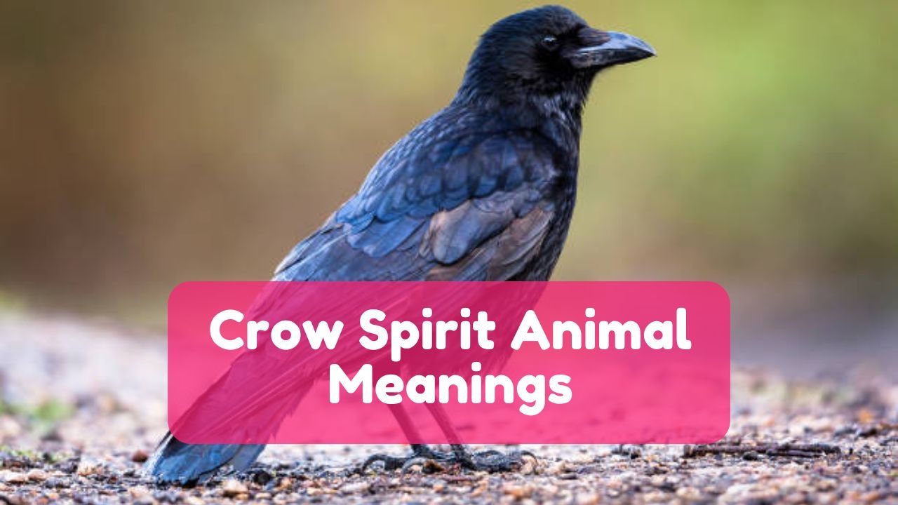 Crow Spirit Animal meanings