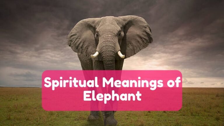 15 Spiritual Meanings of Elephant and Symbolism