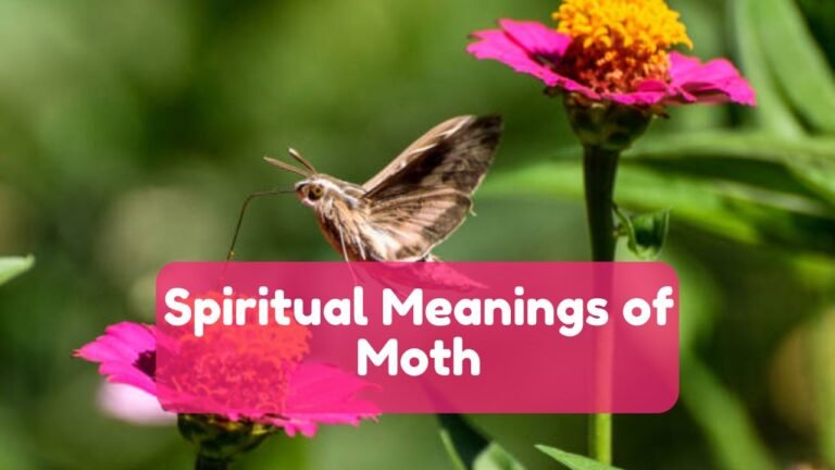 Moth Spiritual Meaning in Dreams and Symbolism in the Bible