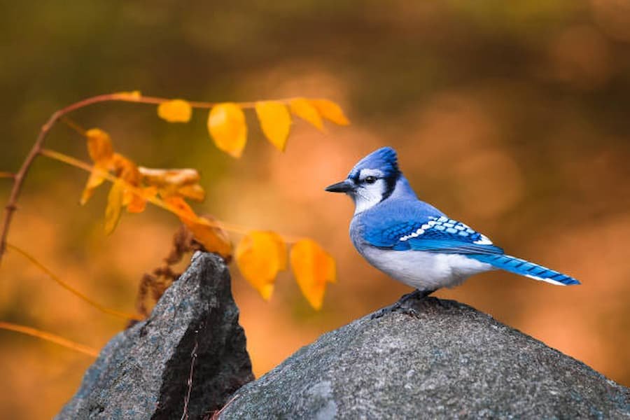 5 Special Spiritual meaning of Blue Jay