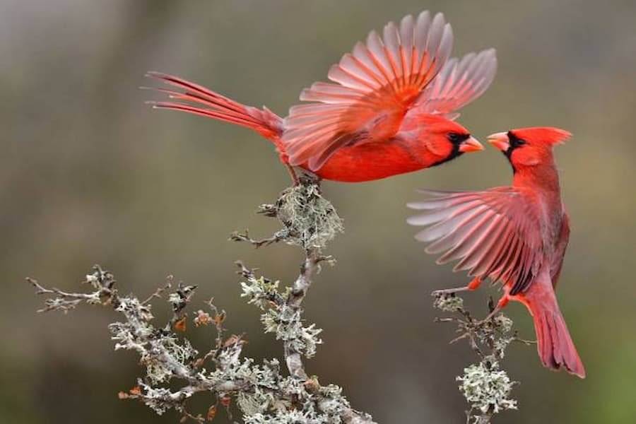 Cardinal Bloom romantic relationship 