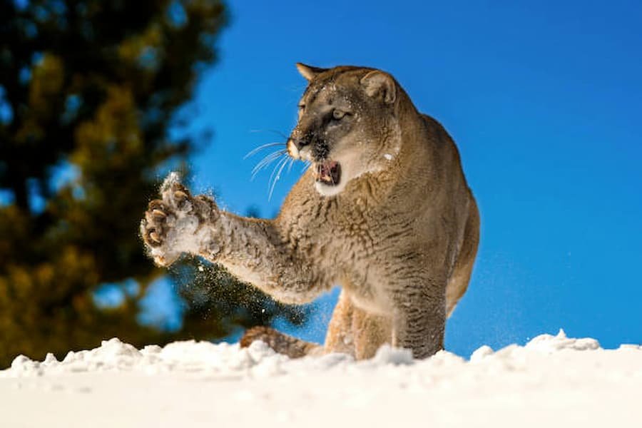 Cougars are symbols of protection