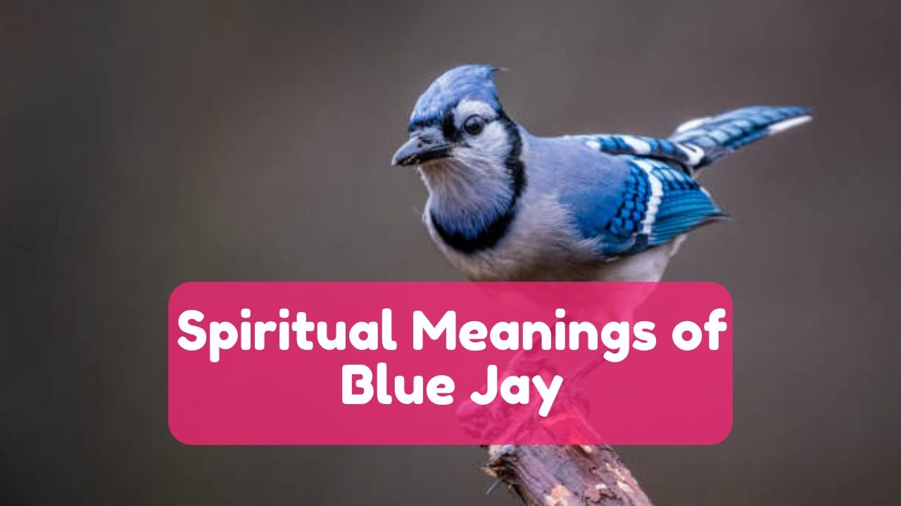 Spiritual Meaning of Blue Jay