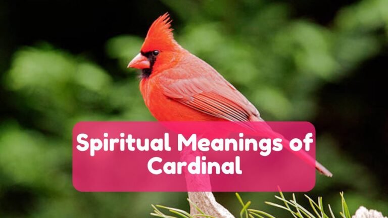 12 Spiritual Meaning of Cardinal & Dream Interpretation