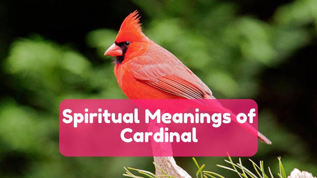 Spiritual Meaning of Cardinal