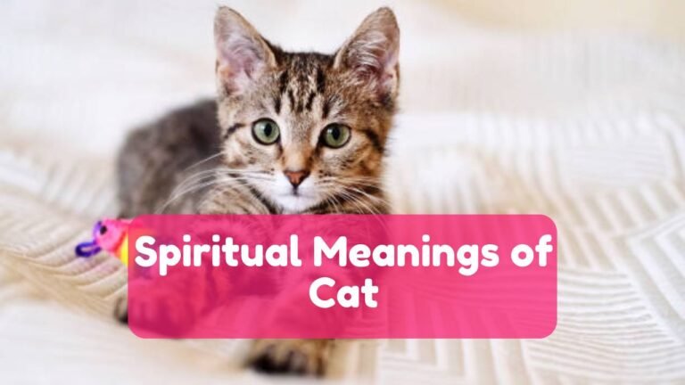 13 Spiritual Meaning of Cat & Dream Interpretation