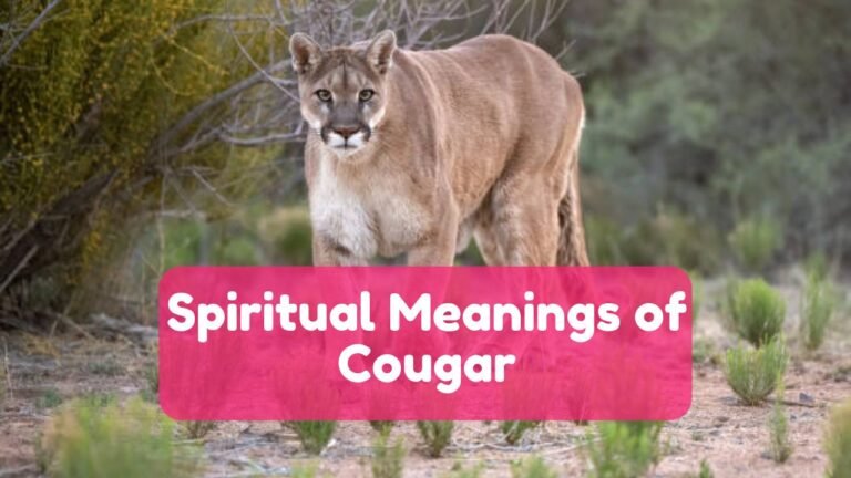 20 Spiritual Meaning of Cougar & Dreams Interpretations