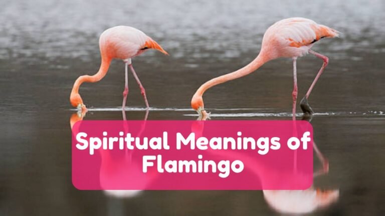 10 Spiritual Meanings of Flamingo and its Symbolism