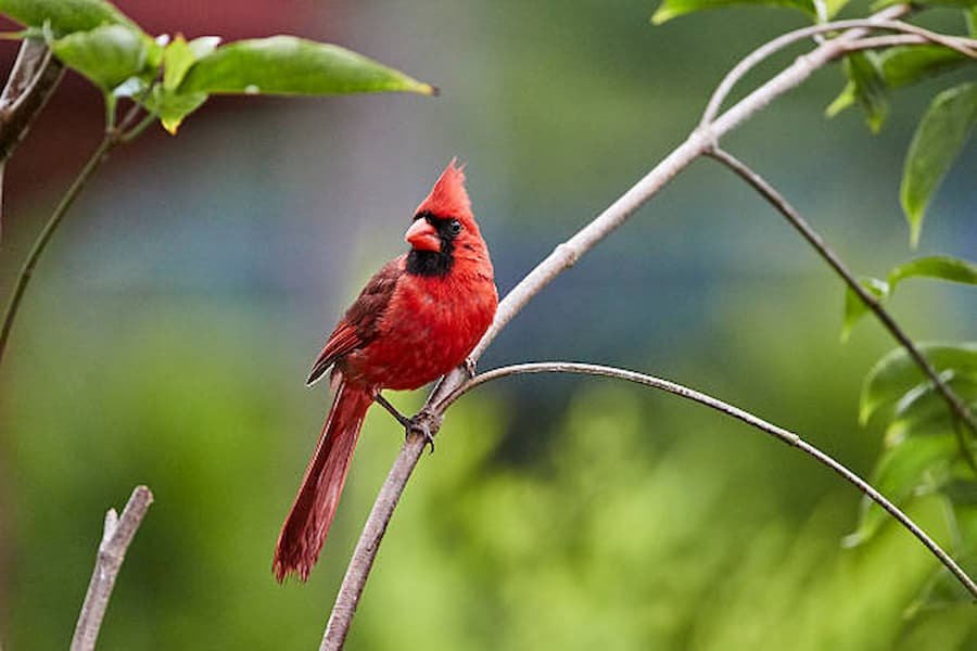 What does Cardinal Symbolize