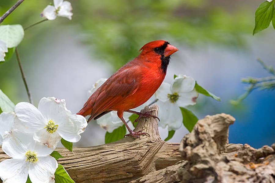 spiritual meaning of Red Cardinals