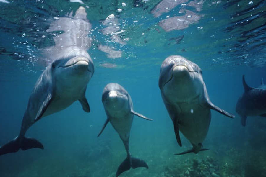 6 Spiritual Meaning of Dolphin 