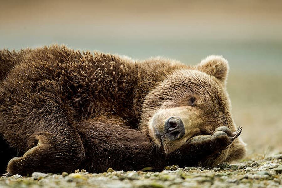 Bear Dream Interpretation