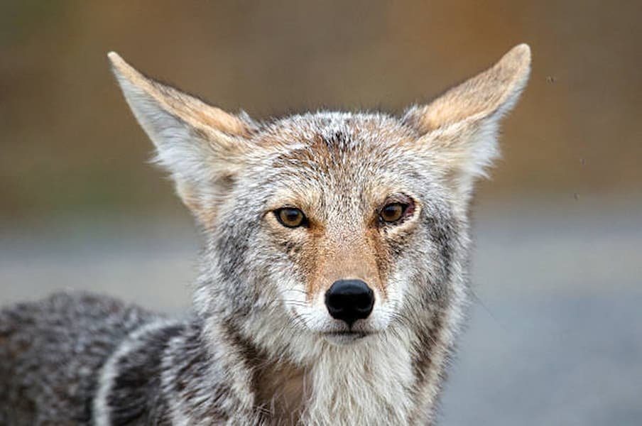 Coyote's Spiritual Meaning in Different Cultures