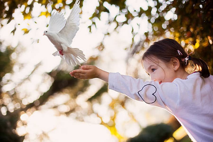 Dove, a Symbol of Happiness and Compassion