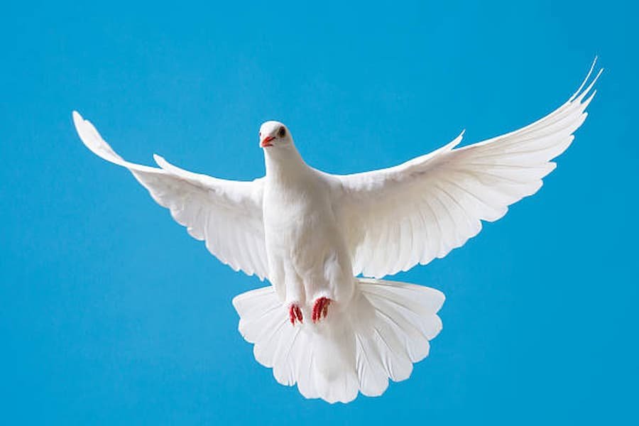 Dove's Analytical Spiritual Meaning 