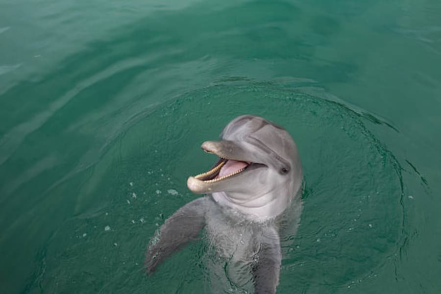 Dream Interpretation of Dolphin