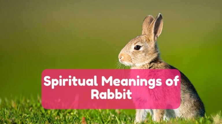 Rabbit Spiritual Meaning and Symbolism – A Spirit Animal