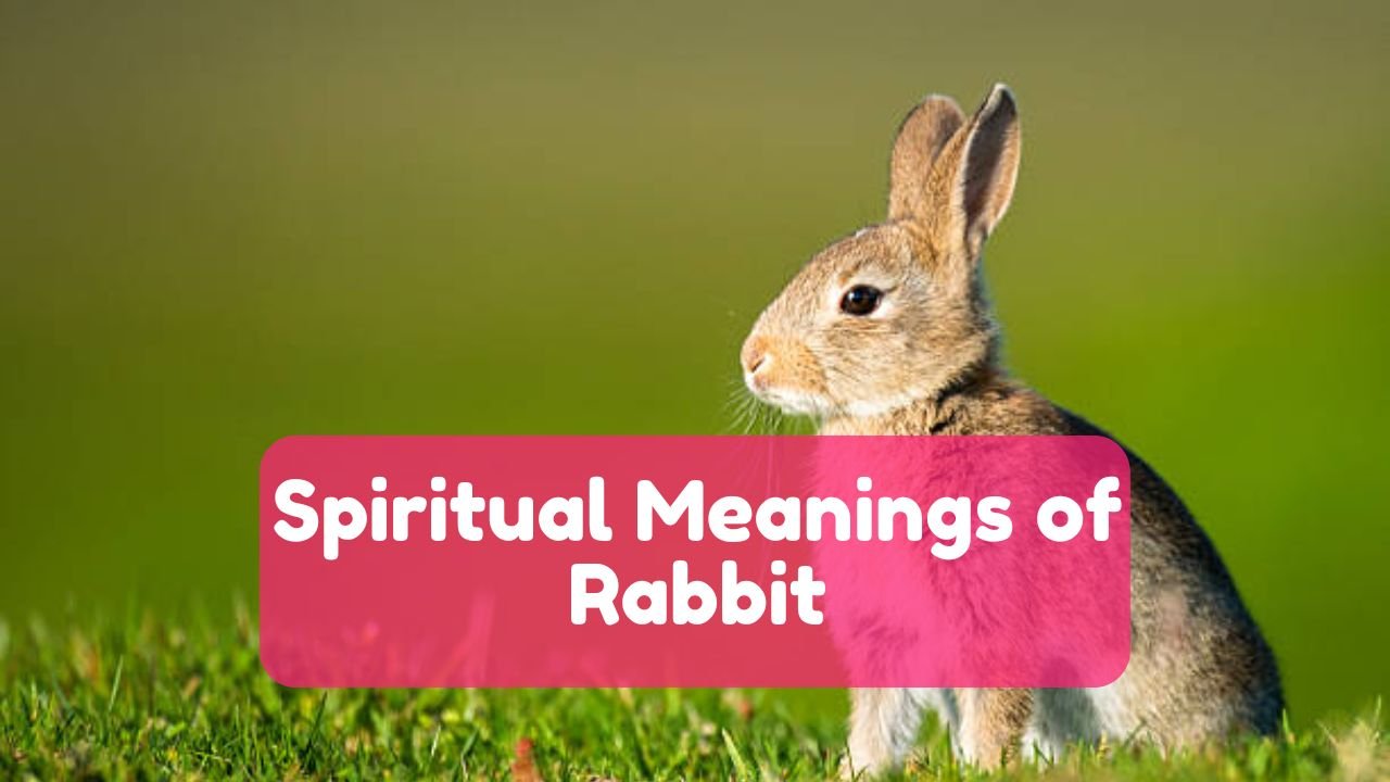 Rabbit Spiritual Meaning