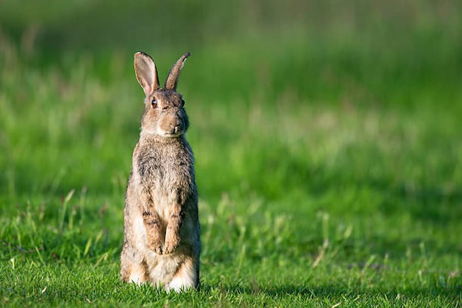 Rabbit Totem Animal