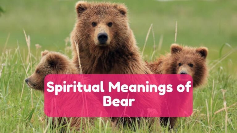 Spiritual Meaning of Bear