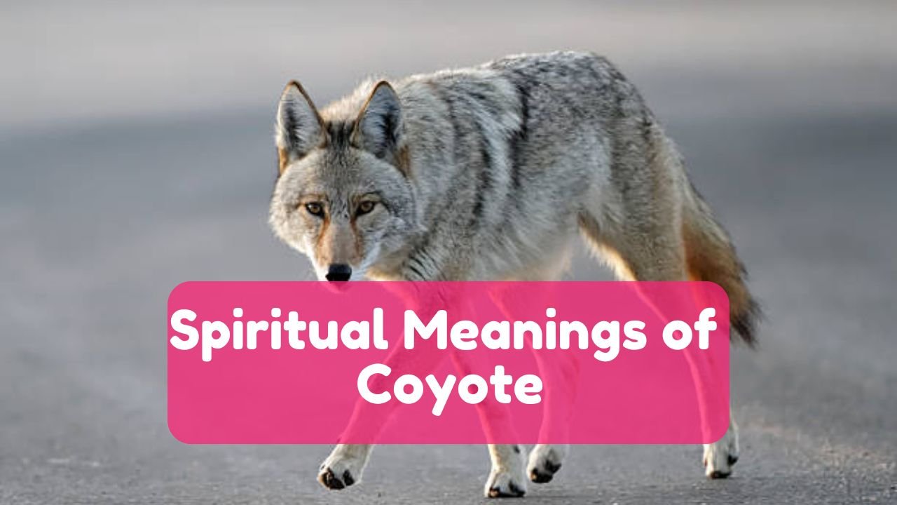 13 Spiritual Meaning of Coyote & Symbolism