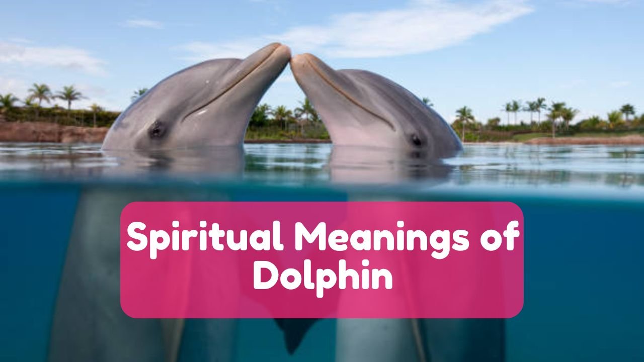 Spiritual Meaning of Dolphin