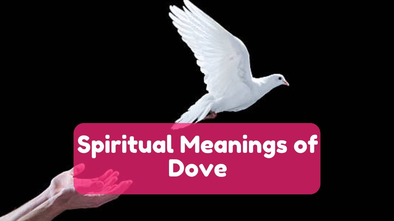 Spiritual Meaning of Dove