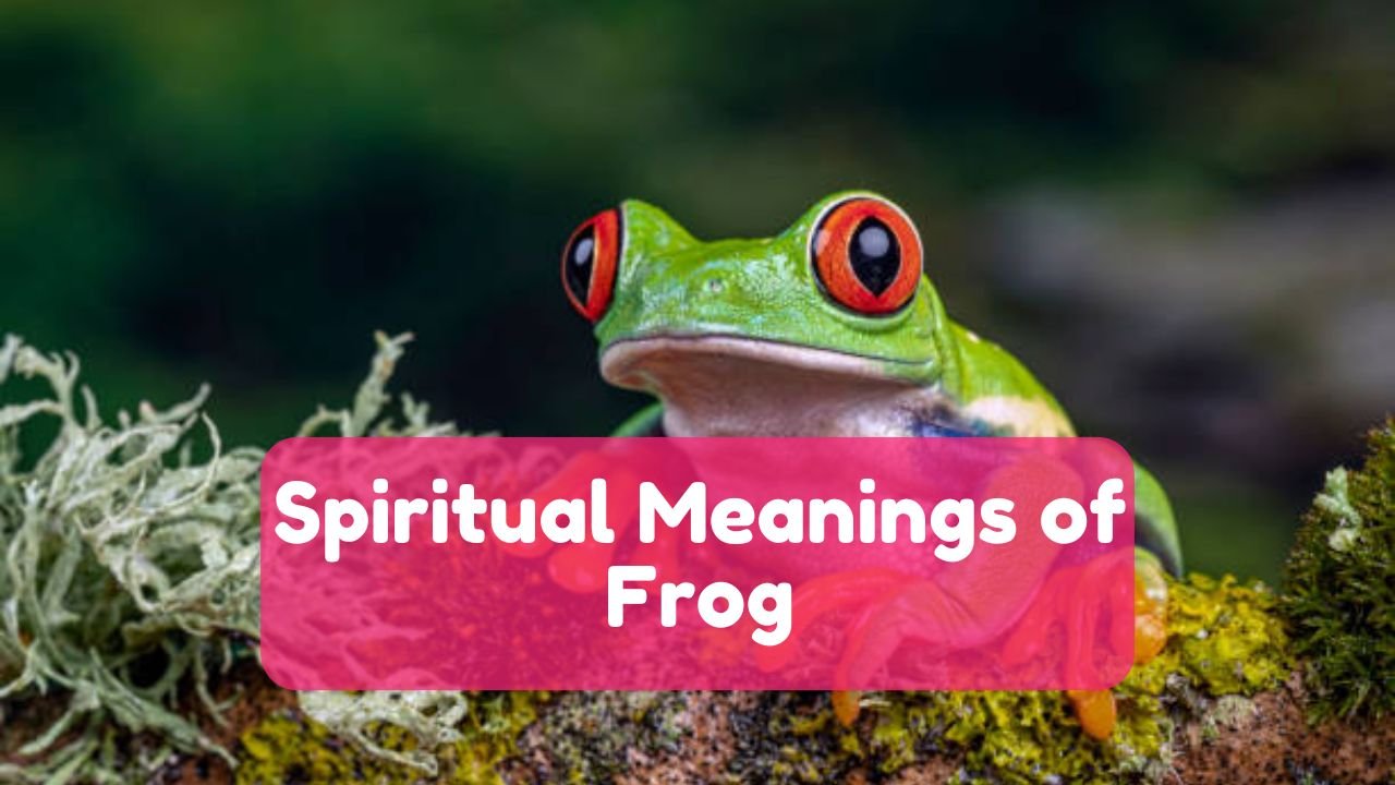 Spiritual Meaning of Frog