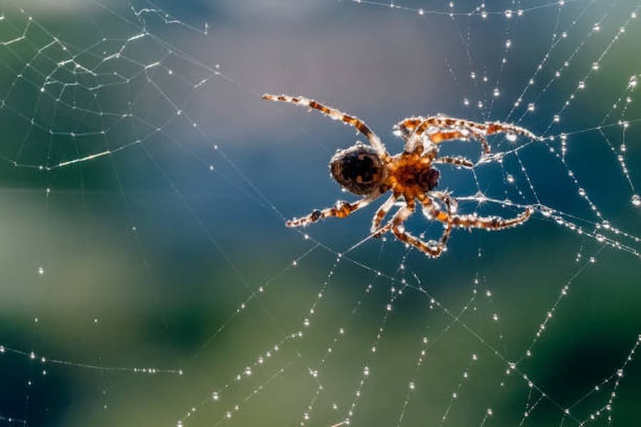 Spiritual Meanings of Spider