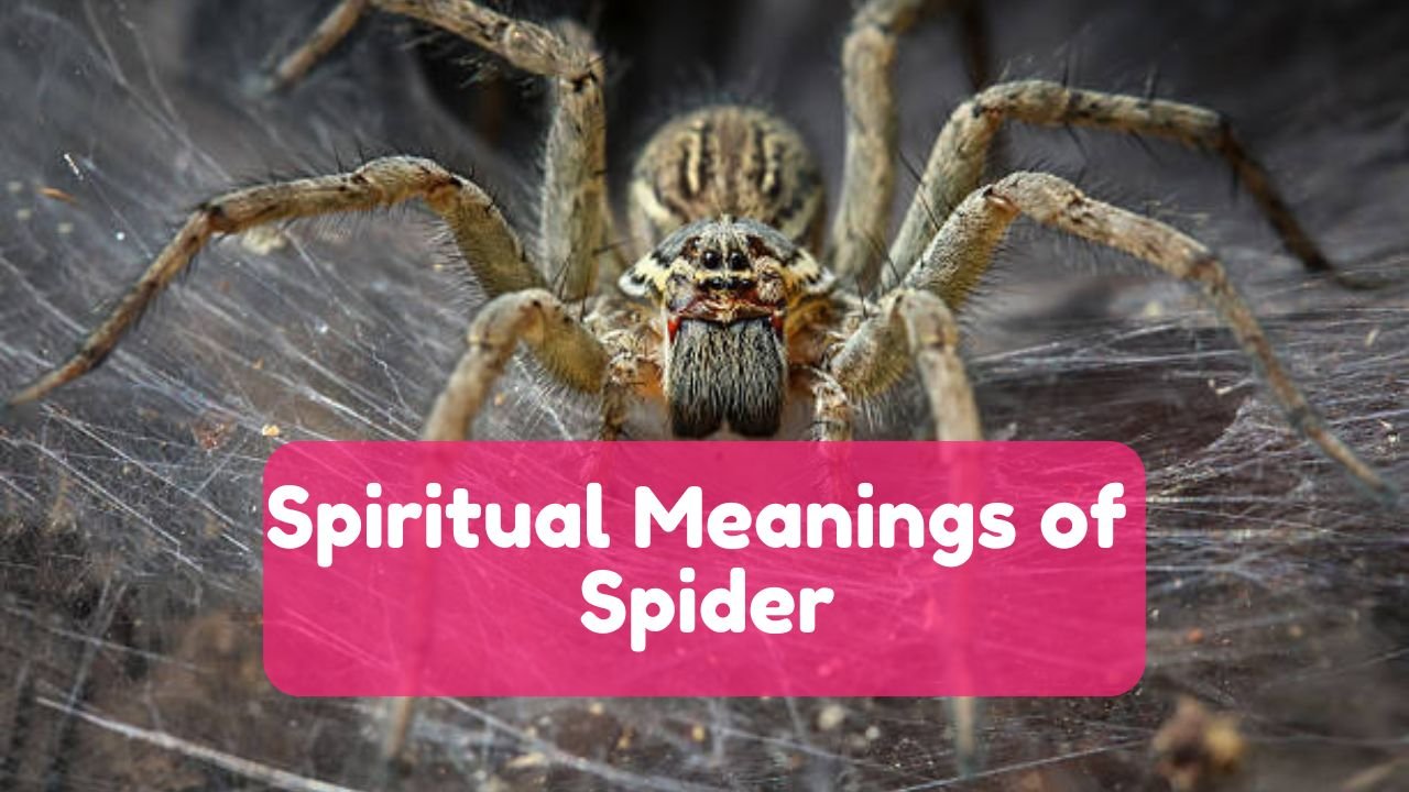 Spiritual Meanings of Spider