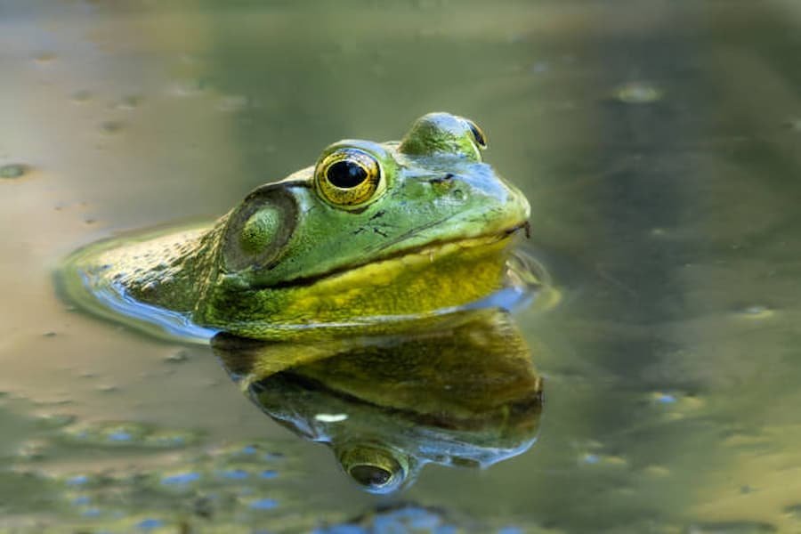 Symbolic Meaning of a Frog