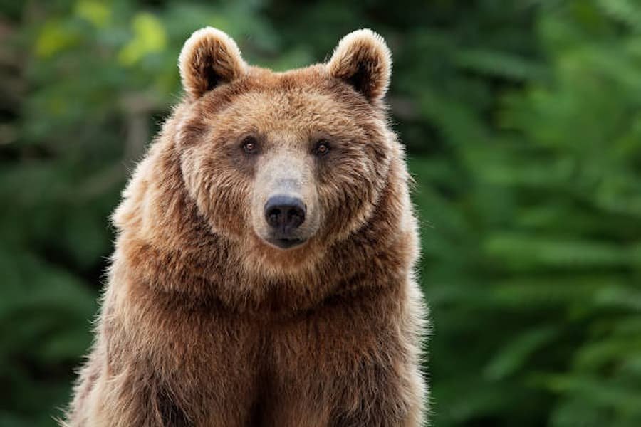 What are the Spiritual Meanings of Bear