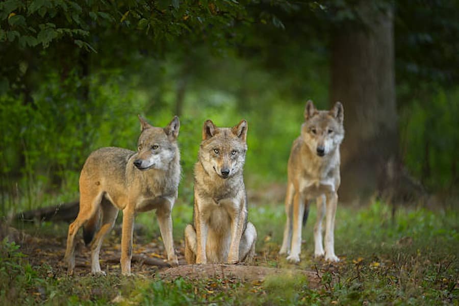 Wolf Friendship and Teamwork