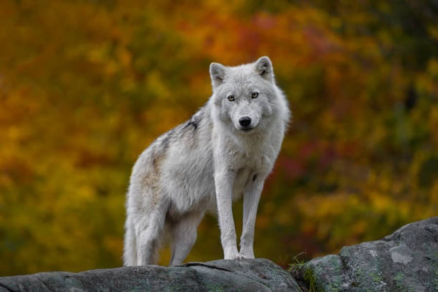 Wolf Spiritual Symbol of Protection