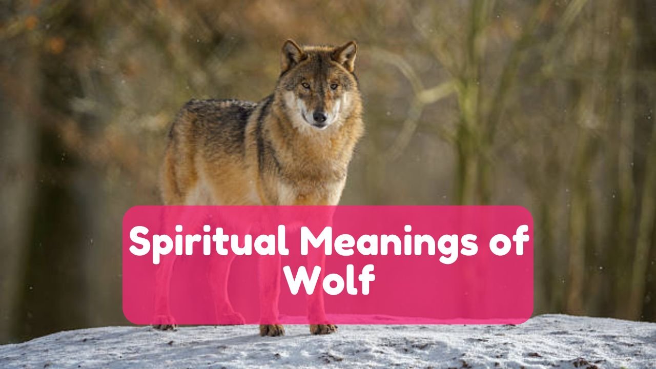 Wolf Symbolism and Spiritual Meanings