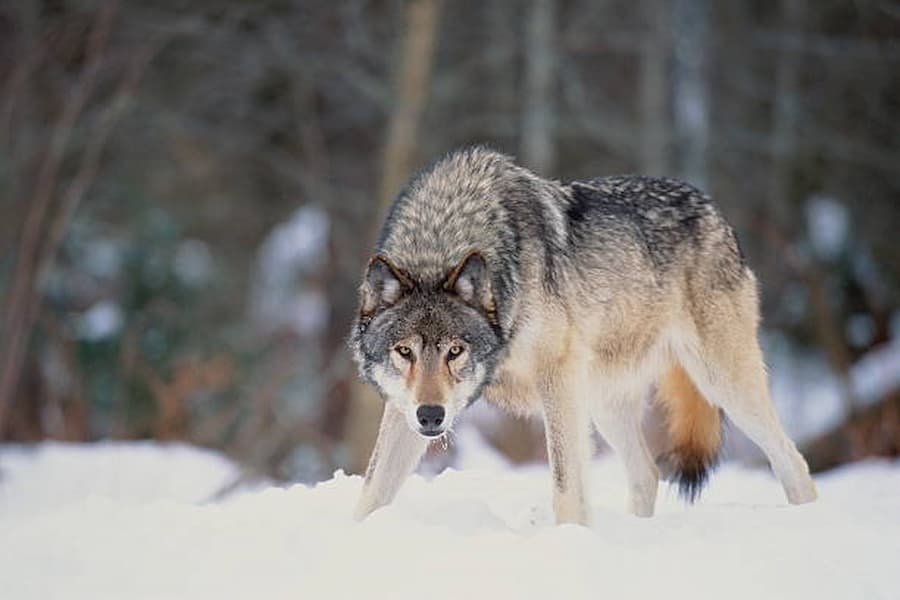 Wolves are Courageous and Determinant 