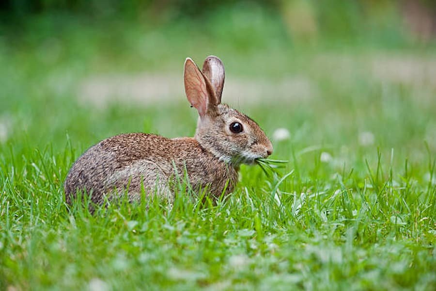  rabbits spiritual meaning and symbolise