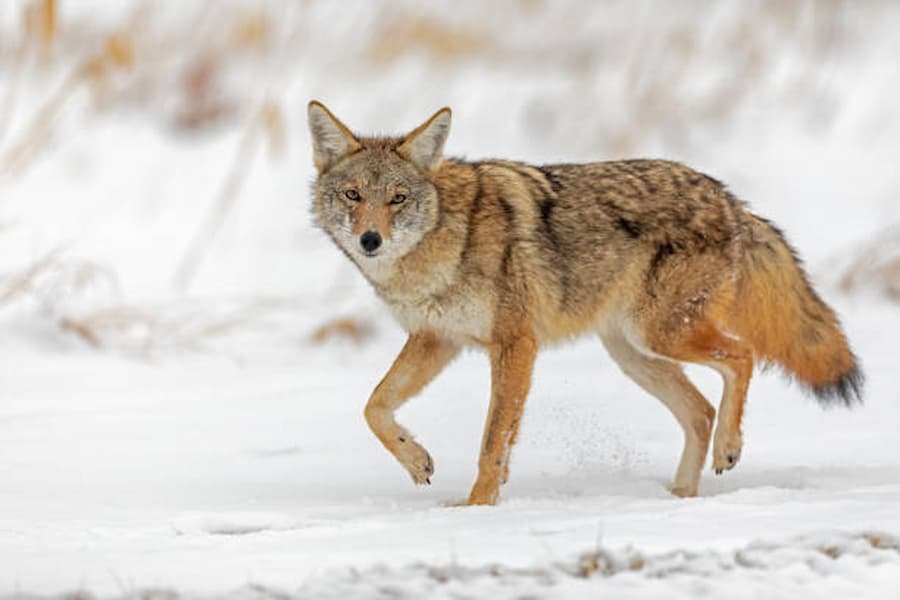 symbolic Meaning of Coyote 