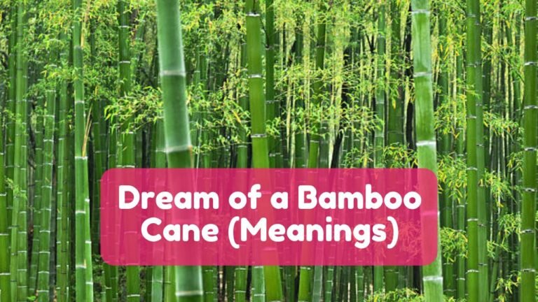 Dream of A bamboo Cane