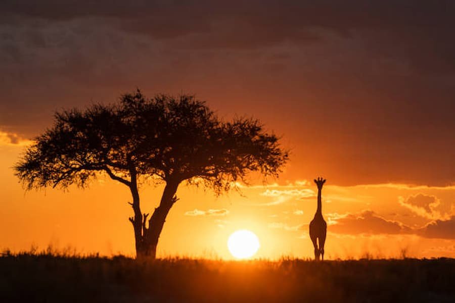 Giraffe as a Totem Animal