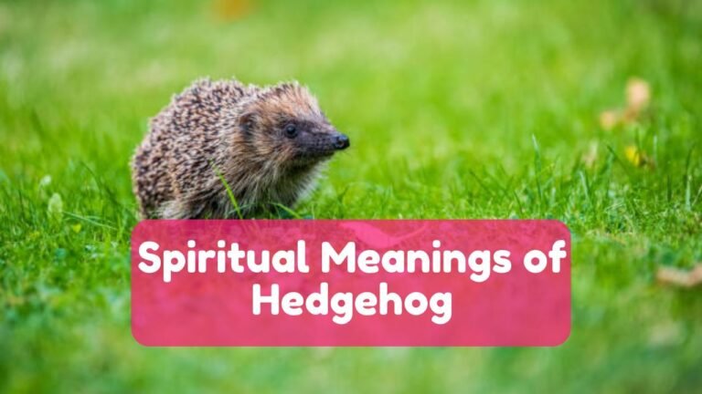 Hedgehog Spirit Animal