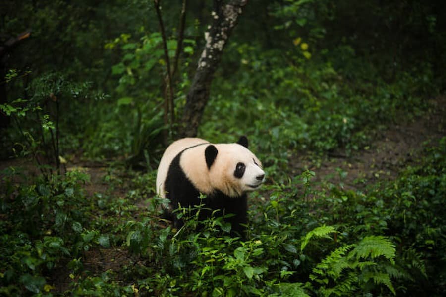 Pandas like to Stay Alone